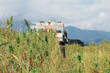 Combine harvester taking off the rich harvest on the industrial hemp plantation