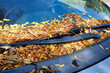 a lot of autumn leaves on a car windshield