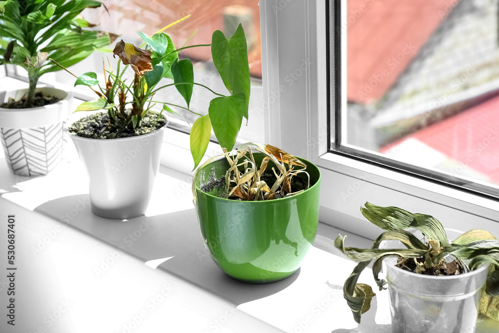 Wilted houseplants on windowsill in room