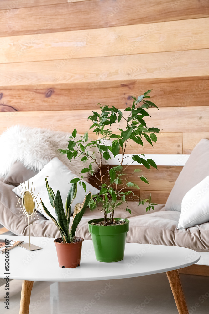 Table with wilted houseplants and couch near wooden wall