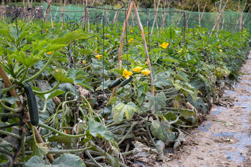 Open air plantation of green zucchini vegetables ready to harvest, eco-friendly farming.