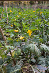 Open air plantation of green zucchini vegetables ready to harvest, eco-friendly farming.