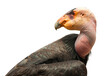 Transparent PNG Profile of California Condor