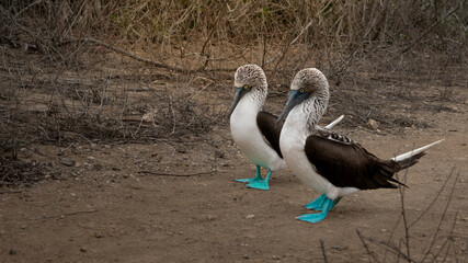 Couple of blue footed boobies birds during breeding period in Galapagos Islands, Ecuador. Wildlife in the pacific ocean and mating rituals. Ecotourism and traveling concept.