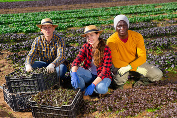 Wall Mural - Friendly team of seasonal farm workers posing on field near boxes with harvested leaf vegetables