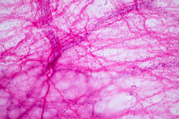 Wall Mural - Connective tissue human and Striated muscle human under the microscope in Lab.