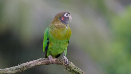 Wall Mural - a slow motion clip of brown-hooded parrot perched on a branch and facing the camera at boca tapada in costa rica