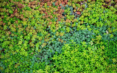 Close up of Sedum Plant Groundcover