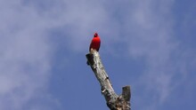 Male Northern Cardinal Bird Singing. Florida Wetland.