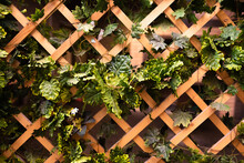 Green Leaves On A Wooden Trellis. Wooden Lattice On The Veranda Of A Country House