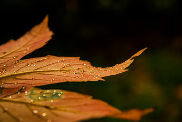 Wall Mural - maple autumn maple leaf with rainy drops on the ground