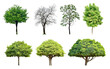 Collection Trees and bonsai green leaves and light yellow. total 7 trees