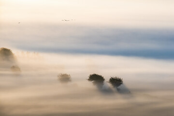 Wall Mural - Tree silhouettes on a foggy morning