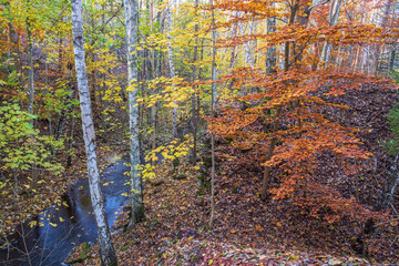 Canvas Print - Forest stream with colorful autumn colors