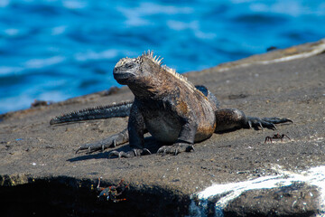 Marine Iguana in Galapagos