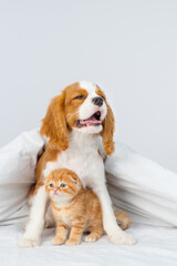 Wall Mural - A King Charles Spaniel puppy covers a Scottish kitten under a blanket. Cute puppy and kitten at home