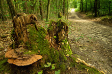Scenic Trail Footpath Through Lush Green Vegetation. Close-up Of Dead Tree Trunk With Moss And Mushrooms Growing On It.