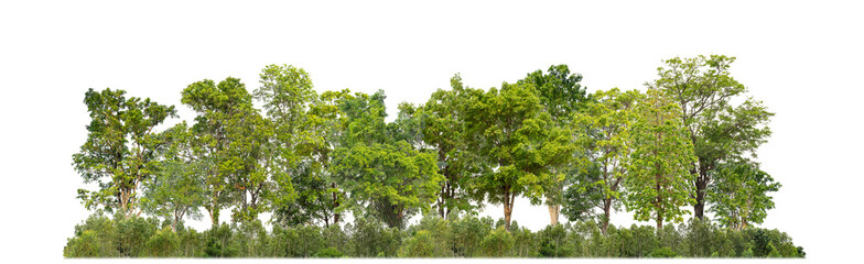 Green trees isolated on transparent background forest and summer foliage for both print and web with cut path and alpha channel