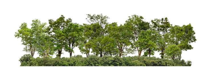 Wall Mural - Green trees isolated on transparent background forest and summer foliage for both print and web with cut path and alpha channel