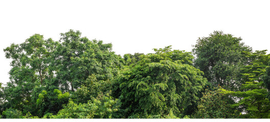 Leinwandbilder - Green Trees on transparent background. are Forest and foliage in summer for both printing and web pages with cut path and alpha channel