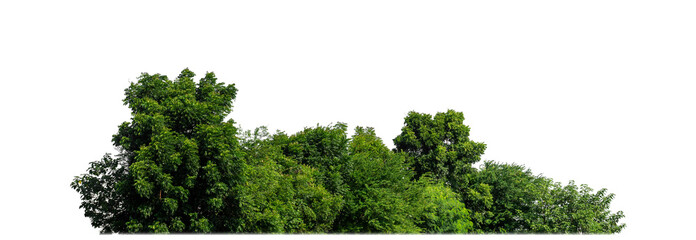 green trees on transparent background. are forest and foliage in summer for both printing and web pa