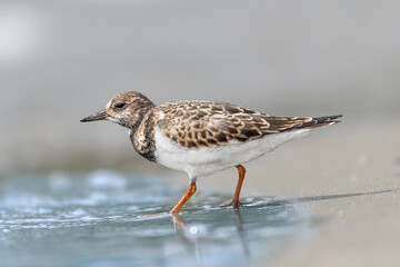 Wall Mural - The ruddy turnstone (Arenaria interpres)