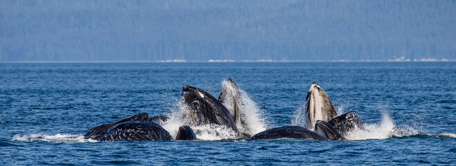 Wall Mural - Bubble-net feeding of the Humpback whales (Megaptera novaeangliae). Chatham Strait area. Alaska. USA.