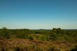 © Douglas - Scenic landscape photo of wild fields of Calluna vulgaris, or simply heather flowers. Blue skies.