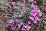 Many pink flowers of Dianthus gratianopolitanus La Bourboule in mid May