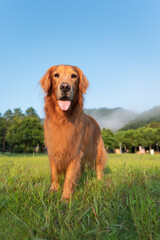 Wall Mural - Golden Retriever walking in the grass