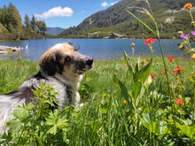 Beautiful Brown Dog Lies Down Looking At Camera By The Blue Lake In Green Grass And Red Flowers