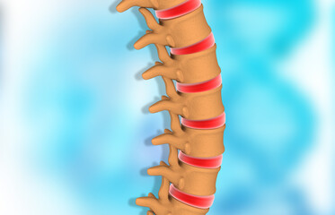 Wall Mural - Human spine anatomy. 3d illustration..