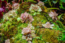 Tropical Forest With Carnivorous Plants