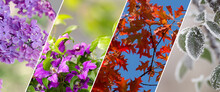 Four Seasons Banners Set. Collection Of Spring Summer Autumn And Winter Backgrounds