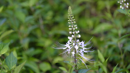 Orthosiphon aristatus is a plant species in the family of Lamiaceae , Labiatae. The plant is a medicinal herb found mainly throughout southern China, the Indian Subcontinent, South East Asia