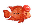 Flower horn fish aquatic animal species illustration vector