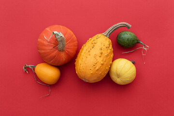 Wall Mural - Harvest of squash and decorative gourds on a red background