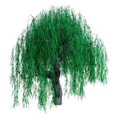 Wall Mural - 3d rendering weeping willow on white