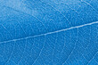 Macro leaf texture blue colorized with beautiful relief facture of plant, close up macro photo