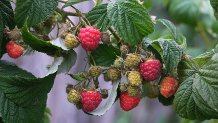 Poster - red raspberries on a bush in the garden