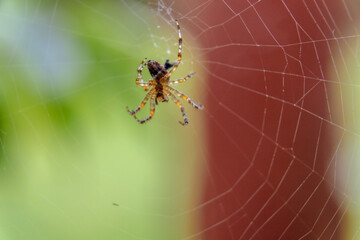 spider on the web