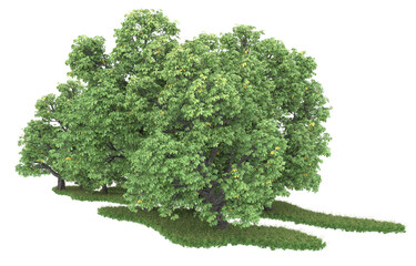 forest on transparent background. 3d rendering - illustration