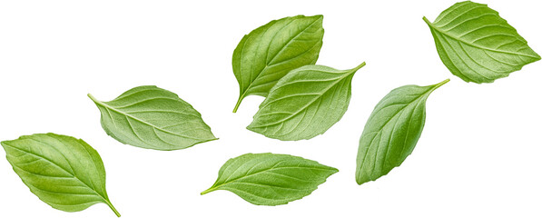 Wall Mural - Basil leaves isolated 