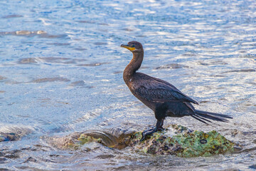 Neotropis Long-tailed Cormorant on rock stone at Beach Mexico.
