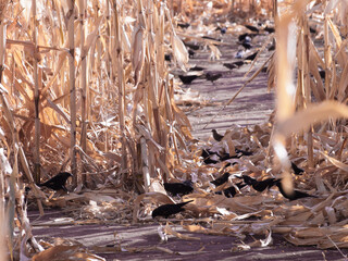 Wall Mural - Crows in corn field