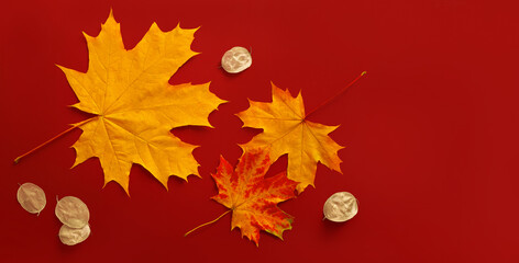Wall Mural - Fall maple leaves with seeds of dollar plant Lunaria on red background for Halloween season concept. Flat lay autumn composition top view.