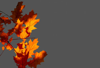 Wall Mural - Glowing in the sun autumn maple leaves isolated on gray background with copy space.