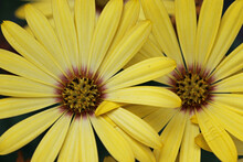 Yellow African Daisy Flowers In Close Up