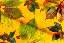 Beautiful Colorful Autumn Leaves Of Wild Grapes On An Orange Background