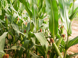 Wall Mural - Corn field